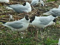 Mouette rieuse