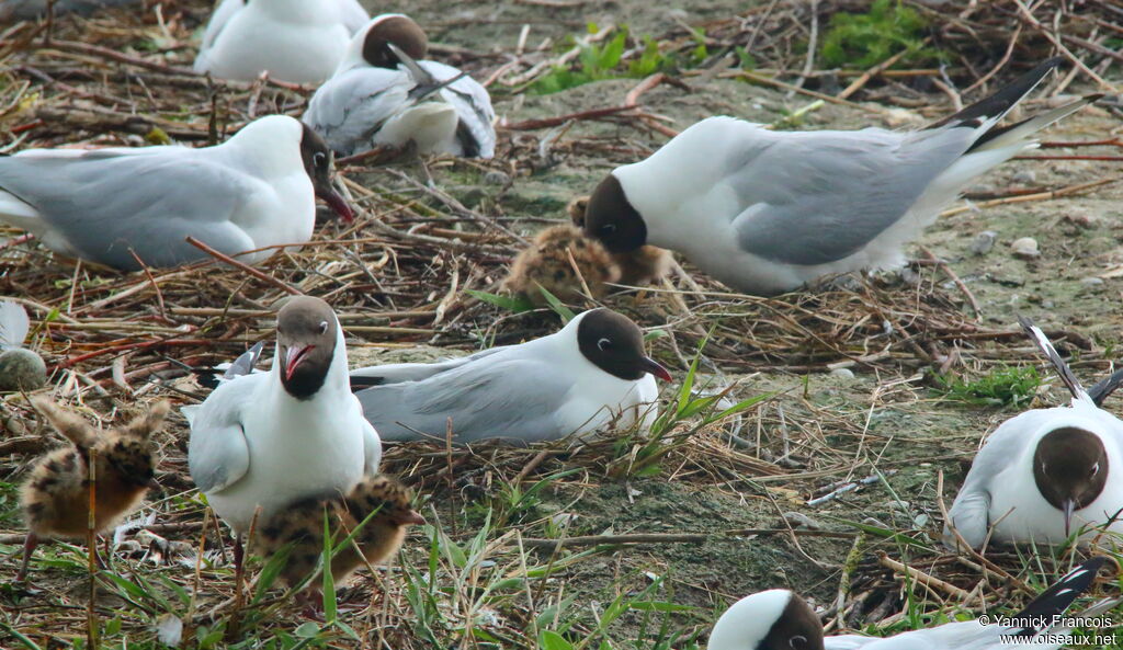 Black-headed Gull, identification, aspect, colonial reprod.