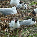 Mouette rieuse