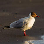 Mouette rieuse