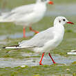 Mouette rieuse
