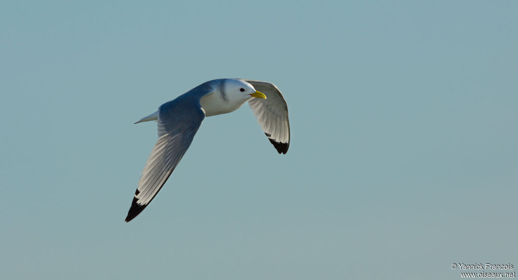 Mouette tridactyleadulte internuptial, composition, Vol