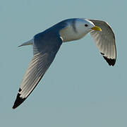Mouette tridactyle