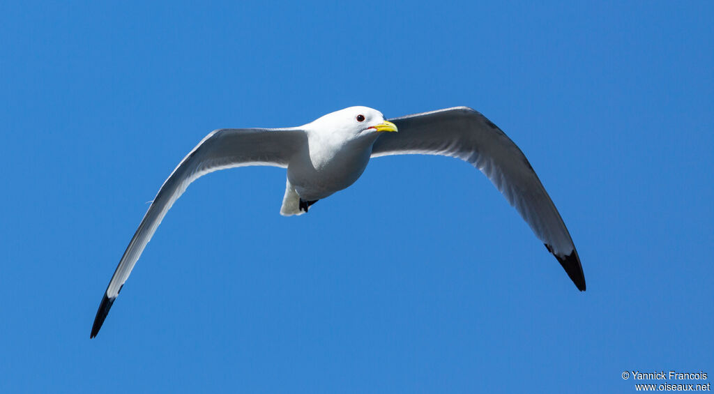 Mouette tridactyleadulte nuptial, composition, Vol