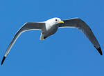 Mouette tridactyle