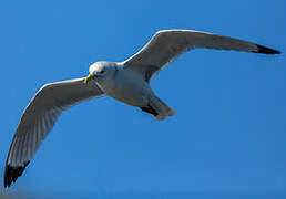 Mouette tridactyle