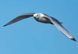 Mouette tridactyle