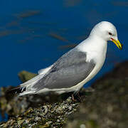 Mouette tridactyle