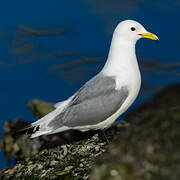 Mouette tridactyle
