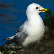 Mouette tridactyle
