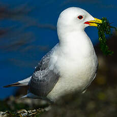 Mouette tridactyle