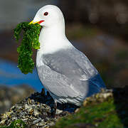 Mouette tridactyle