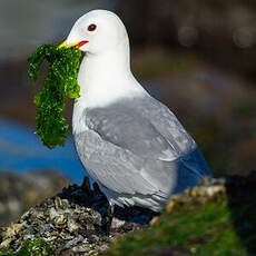 Mouette tridactyle
