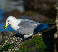 Mouette tridactyle