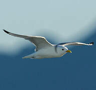 Mouette tridactyle