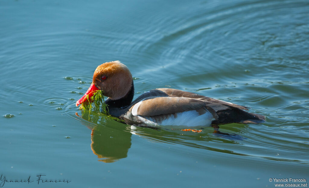 Nette rousse mâle adulte, identification, composition, nage, mange