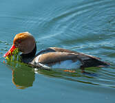 Nette rousse