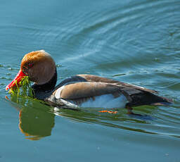 Nette rousse