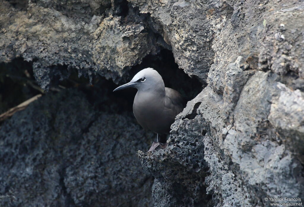 Noddi brunadulte, habitat, composition