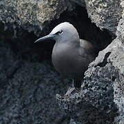 Brown Noddy