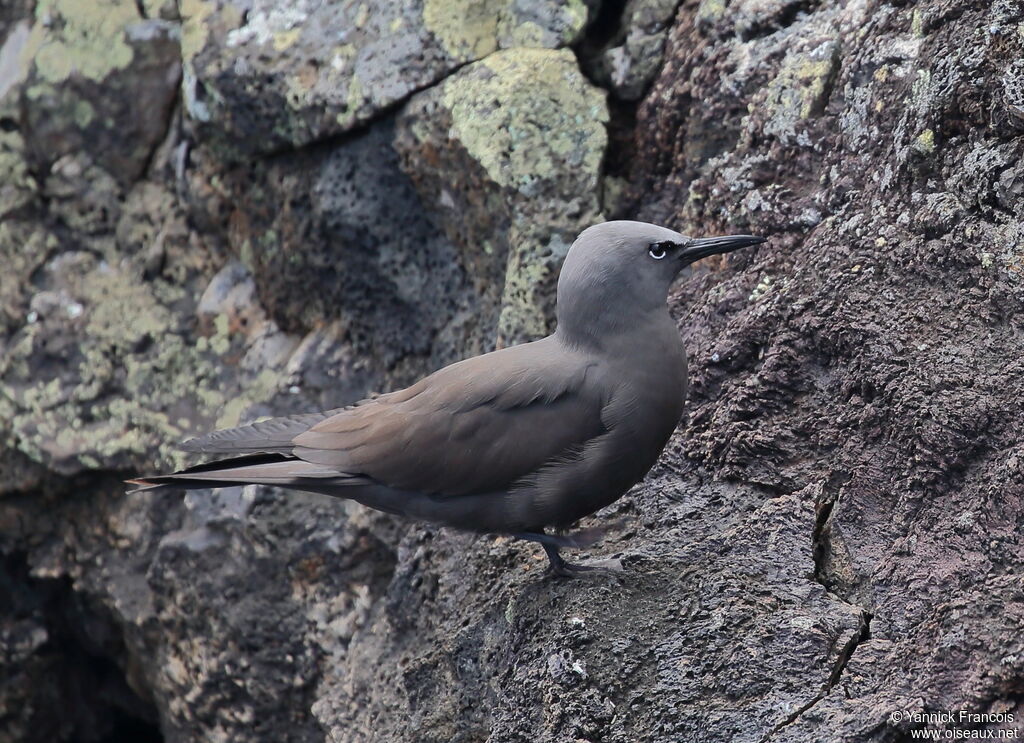 Brown Noddyadult, identification, aspect