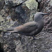 Brown Noddy