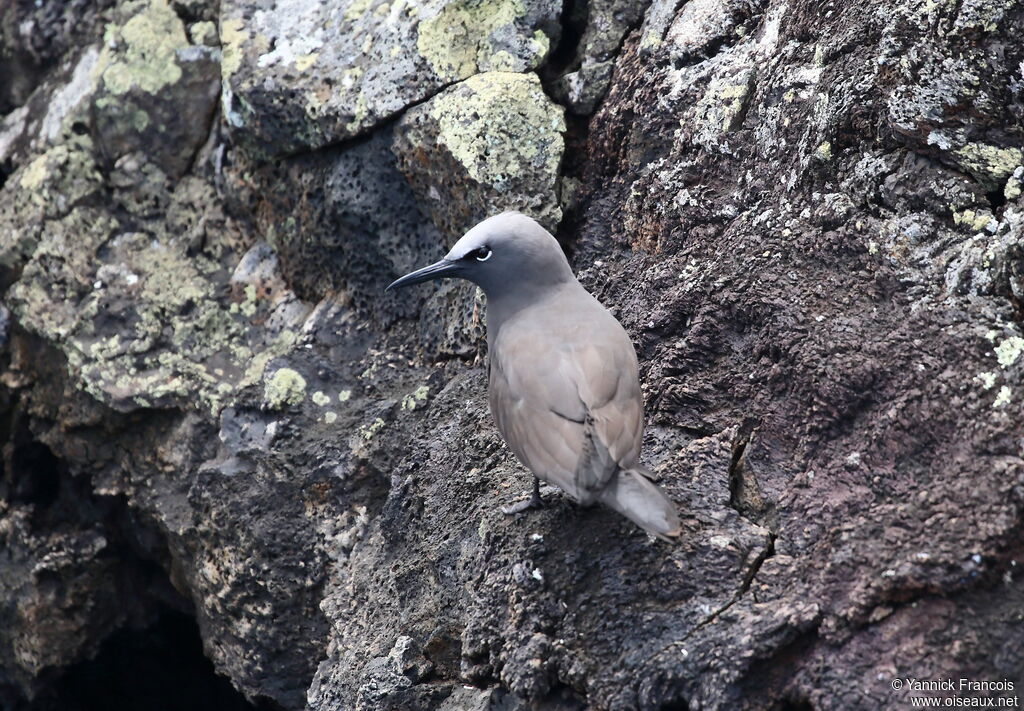 Brown Noddyadult, habitat, aspect