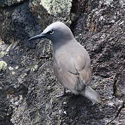 Brown Noddy