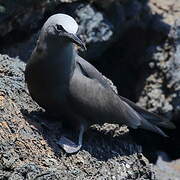 Brown Noddy