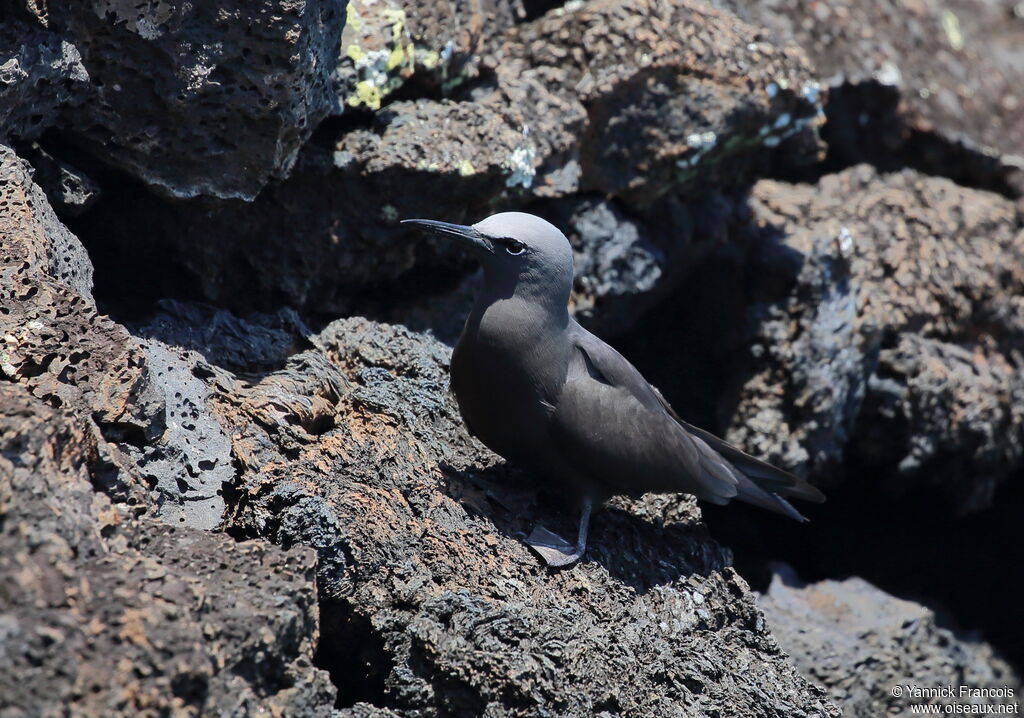 Brown Noddyadult, identification, aspect