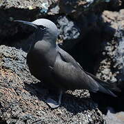 Brown Noddy