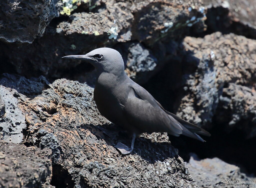 Brown Noddyadult, identification, aspect