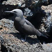 Brown Noddy