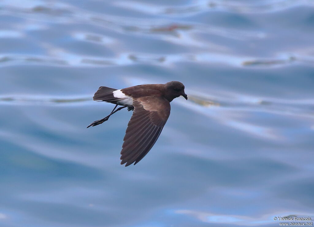 Elliot's Storm Petreladult, aspect, Flight, fishing/hunting