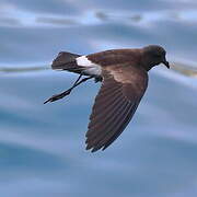 Elliot's Storm Petrel