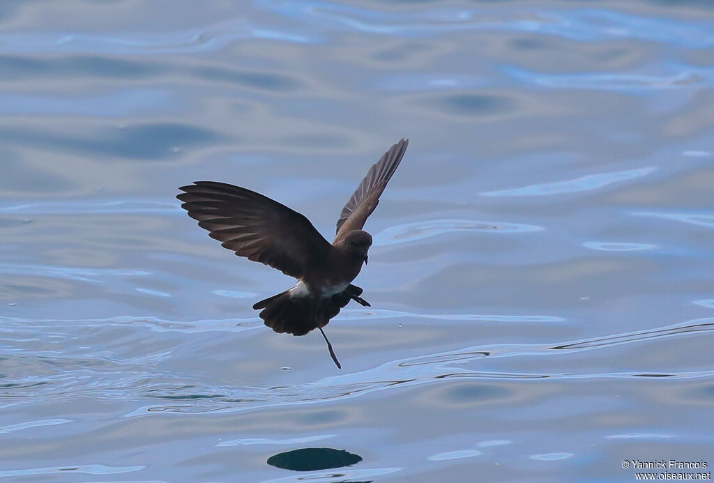 Elliot's Storm Petreladult, aspect, Flight, fishing/hunting