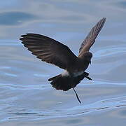 Elliot's Storm Petrel