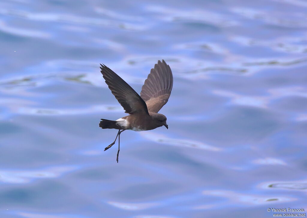 Océanite d'Elliotadulte, composition, Vol, pêche/chasse