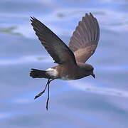 Elliot's Storm Petrel