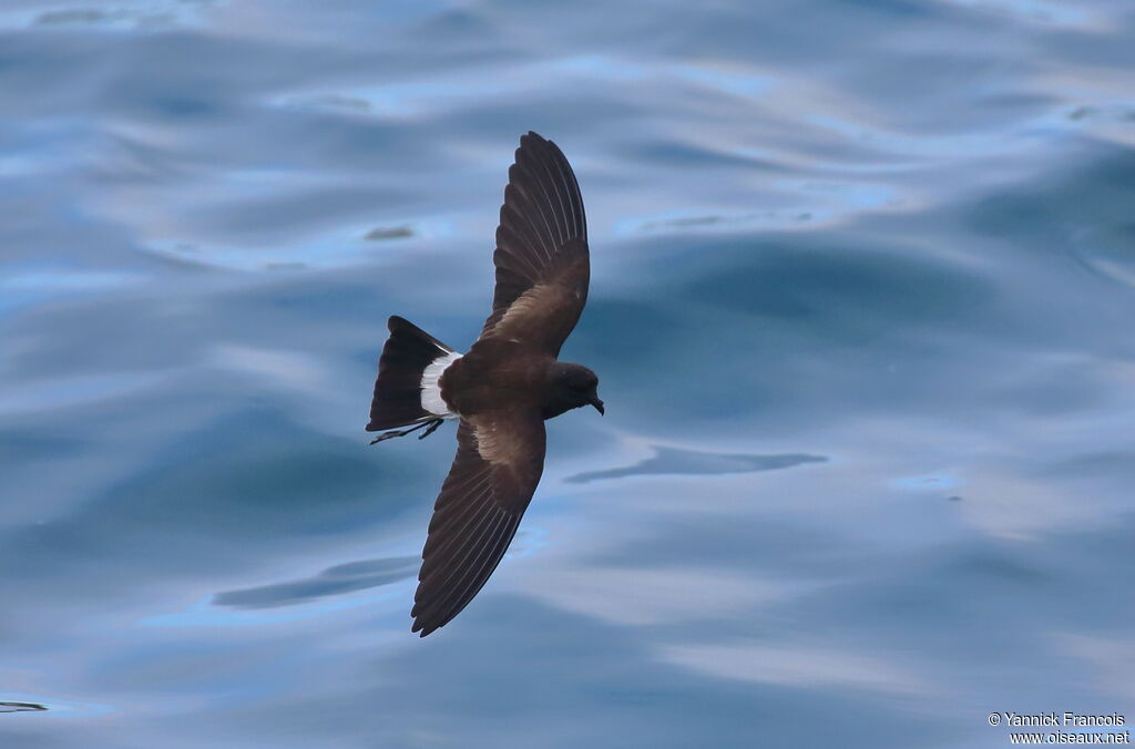 Océanite d'Elliotadulte, composition, Vol, pêche/chasse