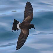 Elliot's Storm Petrel