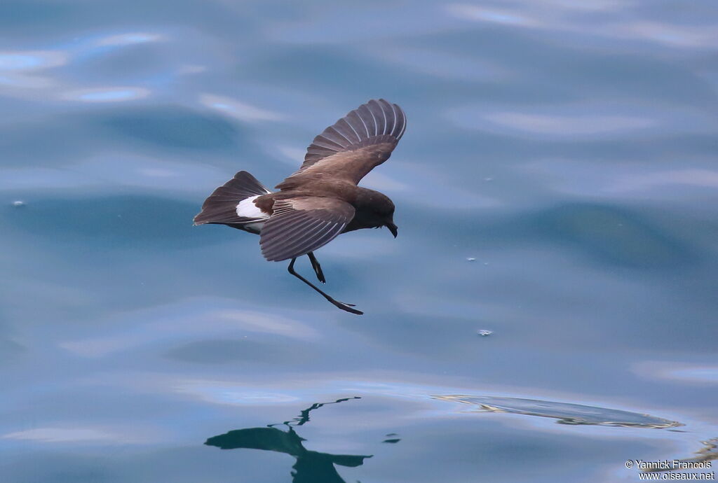 Elliot's Storm Petreladult, aspect, Flight, fishing/hunting