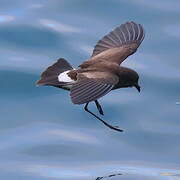 Elliot's Storm Petrel