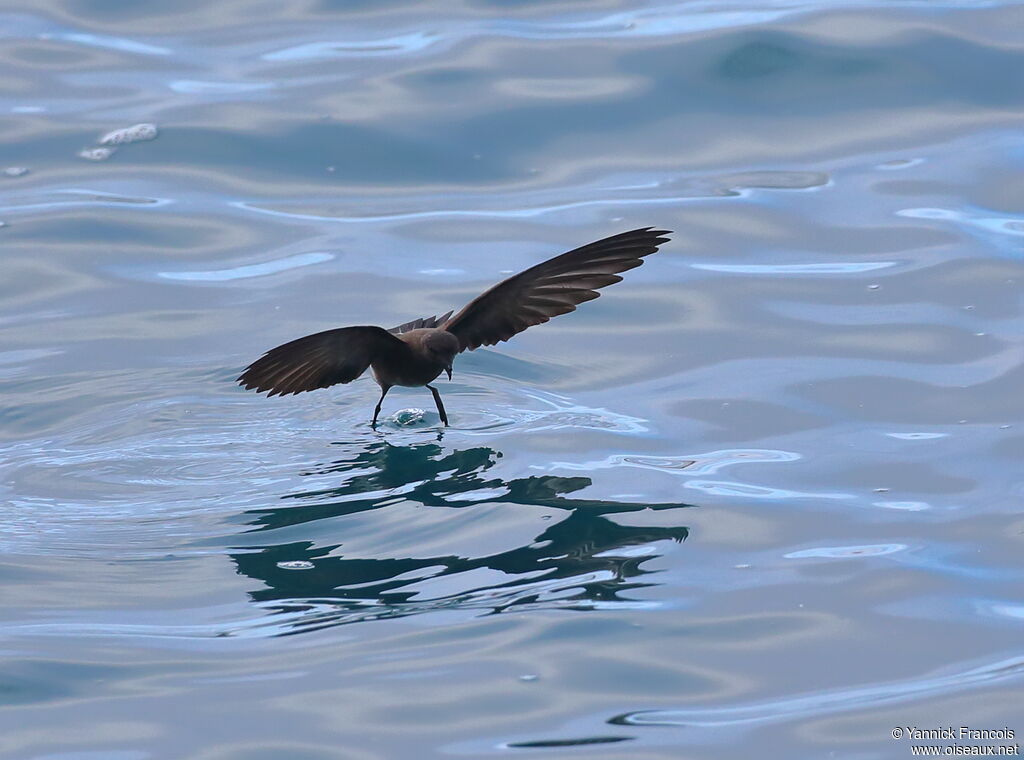 Océanite d'Elliotadulte, composition, Vol, pêche/chasse