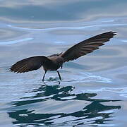 Elliot's Storm Petrel