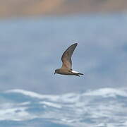 Wedge-rumped Storm Petrel