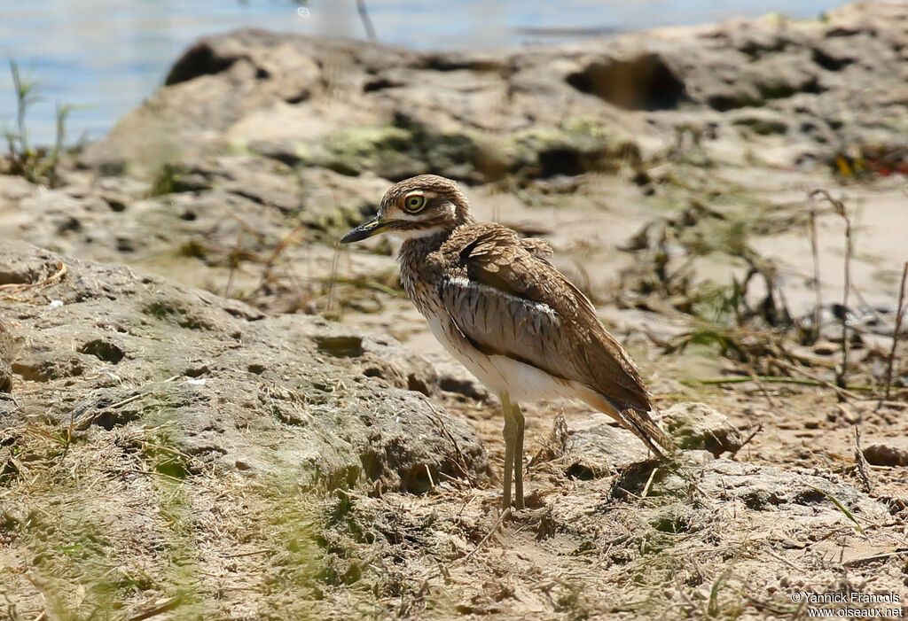 OEdicnème vermiculéadulte, habitat, composition