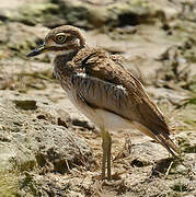 Water Thick-knee