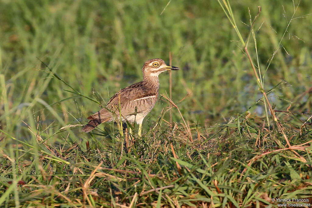 OEdicnème vermiculéadulte, habitat, composition