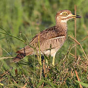 Water Thick-knee